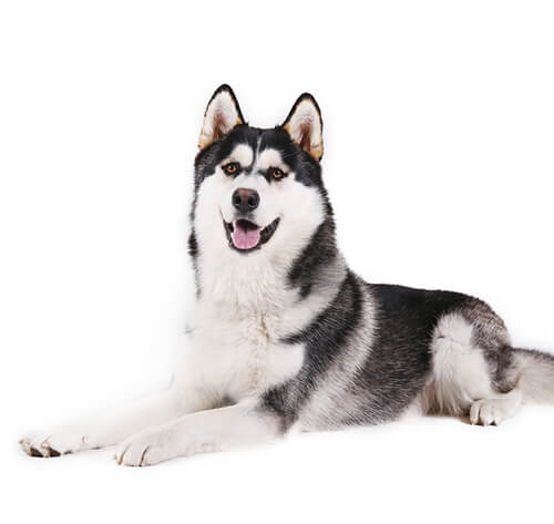 Alaskan dog hotsell